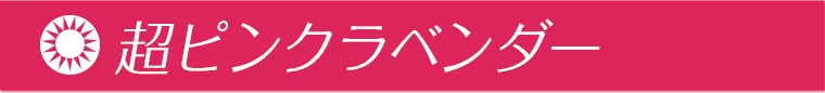 超ピンクラベンダー